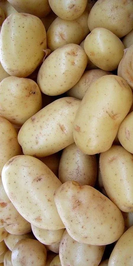 Fresh Potato